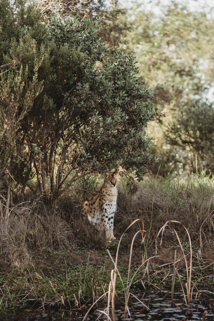 FIH Fotografie » Zuid Afrika